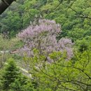 오동나무농장 이미지