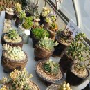 에버그린농장 이미지