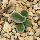 금화성 - 중랑구 겸재로27길 81 | 금화성