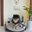 엘리몽(ellimong) | [진주] 강아지 미용실, 포메라니안 물개컷은 엘리몽 추천🎀