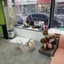 Lucky 애견샵 이미지
