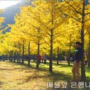 나무숲소 이미지