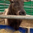 풍천사슴농장 이미지