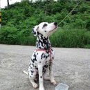 심야오뎅 이미지