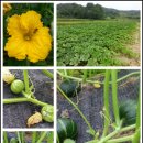 새밤농장 이미지