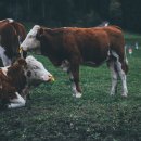 상선축산 이미지