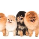 야옹아멍멍해봐(두정점) 이미지