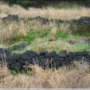 비양도의 비양나무자생지 이미지