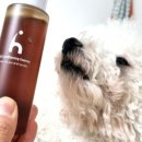 뽀송강아지 이미지