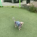 애견동반 밀양테마수영장 이미지