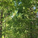 메타세콰이어 화장실 이미지