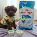 로열 퍼피샵 이미지