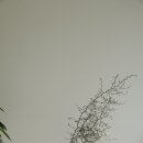 크로키아 이미지