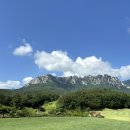 소노펠리체 컨트리클럽 델피노 | 강원도 소노펠리체CC 골프장 델피노 빌리지 후기