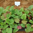 대황농장 이미지