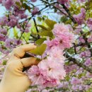 대암둔기로 이미지