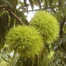 정안농장 이미지