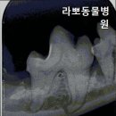 라뽀동물병원 이미지