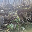 팔현1리 마을회관 | 천마산의 봄.. 야생화 찾아서