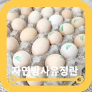 영광농장 | 올래농장 자연방사유정란 오골계 초란 솔직후기