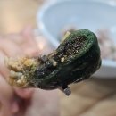 6169 | 숙대입구 밥집 / 구구전복삼계탕에서 기력 충전한 후기