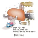 급성 C형 간염(Acute hepatitis C) 이미지