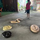 바다가 그리운 나무 | [보홀 3박5일 내돈내산 자유여행] 로컬페이지 보홀육상투어 솔직후기