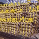 영광직판굴비