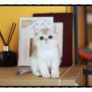 강서고양이분양 나비캣 이미지