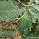 나무랑 풀이랑 이미지