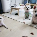 해뜨는창문애견동반오션뷰펜션 이미지