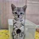 김해 해피몽 김해강아지분양 고양이분양 이미지