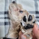 뽀도DOG 이미지
