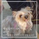 하랑 | 숨은 기억을 찾게되는 동물교감 애니멀커뮤니케이터 하랑님 후기