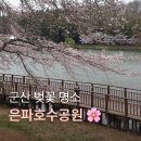 한내분식 | 군산 벚꽃 명소 은파호수공원 벚꽃 개화 상태 및 벚꽃 야시장 후기