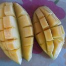 파란망고 이미지