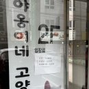 고양이카페 | 🐾 두정동 데이트하다가 힐링 제대로 하고 온 천안고양이카페 후기 🐾