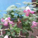 클레마티스 이미지