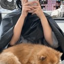 포근룸 혜리 | 2동탄 동탄호수공원 애견동반이 가능한 미용실 포근룸 혜리원장 추천 내돈내산 N번 방문 솔직후기