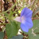 거산1리 이미지