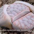 Lithops gracilidelineata subsp. Gracilidelineata cv `Cafe au Lait&#39; 이미지