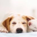 옥길아라동물의료센터 이미지