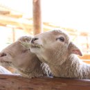 유미목장 이미지