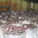 푸른행복농장 이미지