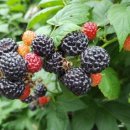 임마누엘농장 이미지