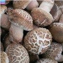 고송농장 | 고송버섯 파는곳 및 고송버섯 보관법