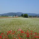 메밀꽃 화장실 이미지