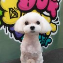도그핏애견샵 이미지
