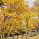 파계 오토캠핑장 | 팔공산 단풍길 케이블카 풍경, 직접 경험한 드라이브 후기