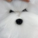 댕댕미용 이미지